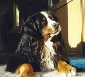 Unser erster Berner Bastie