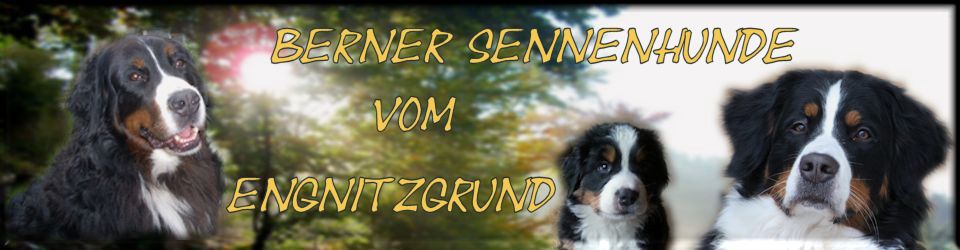 Berner Sennenhunde vom Engnitzgrund – Zuchtstätte des SSV